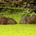 (Photo courtesy Tom Andres/ NYBG) Muskrats get slimed in the Twin Lakes